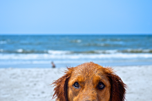 dog on beach