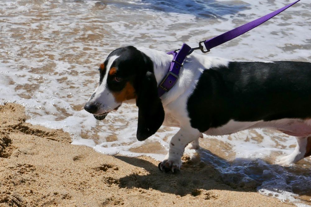 dog on leash walking in the surf